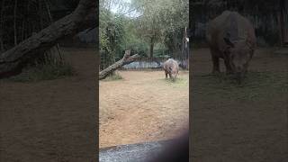 காண்டா மிருகம் 🦏🌿🦏 rhinoceros