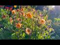 How to Collect & Sow Geum Seeds | Perennial Garden