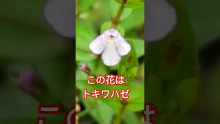 ７月の花・雑草（サギゴケ）  #shorts