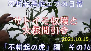 サトイモ収穫と大根間引き　不耕起農家エフの日常　「不耕起の家庭菜園」編　その16　2021.10.15