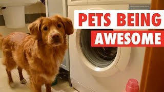 The Pet Collective \u0026 People Are Awesome present: Pets Are Awesome!