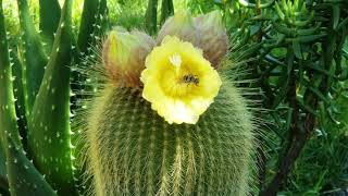 Golden Ball Cactus aka Parodia leninghausii