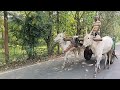 farmer niranjan riding hallikar ox pair with bullock cart in honnanayakanhalli keregodu hobli mandya