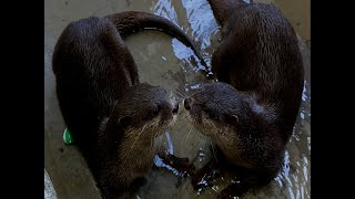 ツヨシのゴー！GO！動物園　vol.164　コツメカワウソ