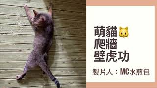 🐱大驚奇🤪太神奇⚠️萌貓🐱上演武俠片飛簷走壁 歡迎簽經紀約