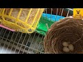 tips to start finches business in tamil how to start business on breeding finches in tamil