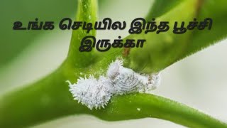 உங்க தோட்டத்தில் பூச்சி இருக்கா...... (பூச்சி மருந்து) |Pattu's Kitchen