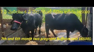 బద్దమ్స్ ఫామ్ ఫ్రెష్ డైరీ విస్తరణ (Baddamsfarmfresh Diary farm expansion) #baddamsfarmfresh