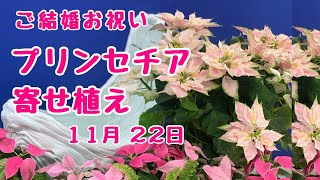 上からプリンセチア寄せ植え