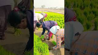 Krgsrinivas #agriculture #farming # farmer #shots