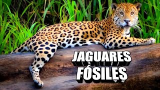 😻 The ORIGIN of the JAGUAR 🐆 # Yaguareté #Panthera onca