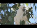 sulphur crested cockatoo 4k iconic australian birds