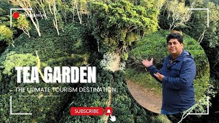 শীতের ছুটিতে ঘুরে আসতে পারেন চা বাগানে | Amazing Tea garden waiting for Tourist #teagarden