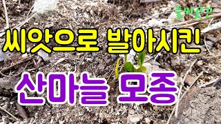 #한국의산나물2-2.씨앗으로 발아시킨 산마늘모종