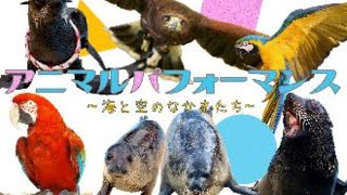 アニマルパフォーマンス　（東武動物公園）