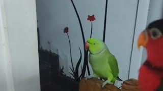 parrot talking Rocky \u0026redme റോകീടെ കുശുമ്പ് കാണു