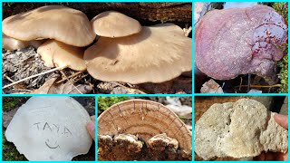 เก็บเห็ดนางรมกอน้อยๆ เลาะเบิ่งเห็ดวนไป Wild Mushrooms in Winter