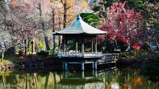 【4K】成田山新勝寺・成田山公園・池と紅葉3・浮御堂（2020年12月13日）