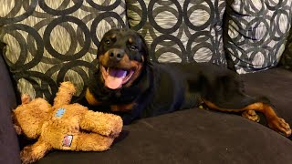 Puppy Rottweiler Dog loves KONG Wild Knots Bear