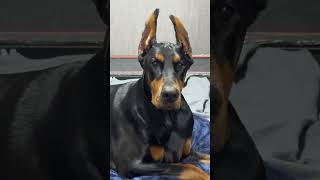 ぼーっとする黒色　　#ドーベルマン #doberman #dobie #dobermanpinschers #大型犬