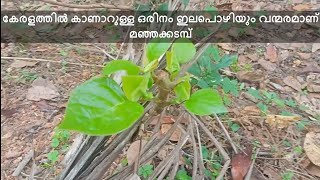 മഞ്ഞക്കടമ്പ് മരം തളിർത്ത കഥ | Haldina cordifolia tree