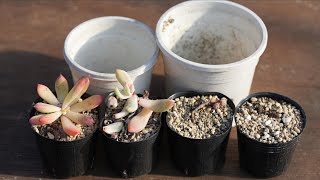 #508 [Don't throw it away] Soil and pots are revived. First of all, this is the first thing to pr...