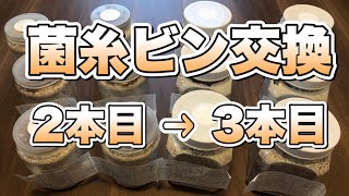 オオクワガタ飼育⑬　菌糸ビン交換　2本目➤3本目