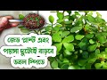 জেড প্লান্ট ও পয়সা উভয়ই বাড়বে দ্বিগুণ গতিতে.Jade plant care & Growing tips.Jade plant propagation.