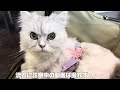 猫達を病院に連れて行ったら結膜炎に耳ダニと大変でした…【元保護猫】