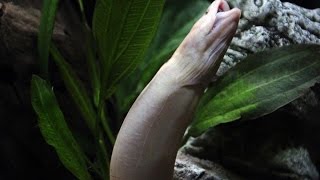 Feeding Albino Swamp Eel