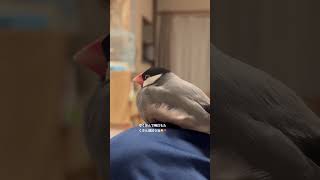 眠たくておもちになる文鳥