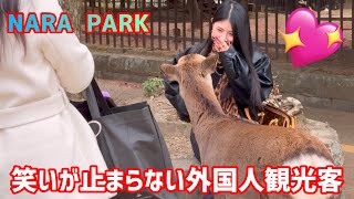 奈良の鹿見て笑いが止まらない外国人観光客🫎NARA  PARK