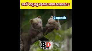 କେଉଁ  ପଶୁ ଜନ୍ମ ହେବାର ୨ମାସ ଶୋଇଥାଏ ? ODIA AMAZING FACTS  // BD FACTS ODIA