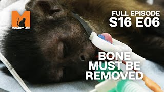 Bone Removal | Season 16 Episode 6 |  Episode | Monkey Life