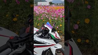 #ツーリング #CBR400R #NC56 #バイク #motorcycle #コスモス #秋桜