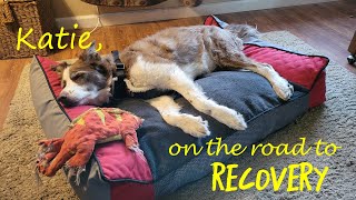 KATE'S RECOVERY FROM Canine idiopathic vestibular disease