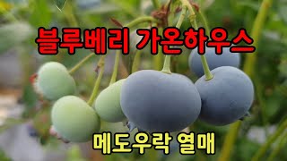 블루베리 가온하우스 메도우락 품종