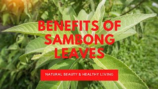 SAMBONG LEAVE HEALTH BENEFITS