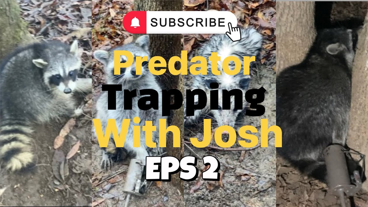 Predator Trapping Ep 2 Youtube