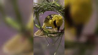 The Amazing Village Weaver's Nest Building! #birds #villageWeaver