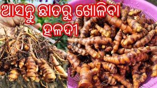 ଆସନ୍ତୁ ଛାତରୁ ଖୋଳିବା ହଳଦୀ।