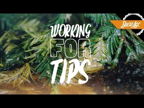 What can replace hops in beer?