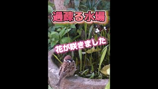 庭への来客、過疎る水場、水草の花が咲きました！