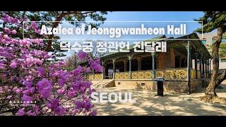 Azalea of Jeonggwanheon Hall // 덕수궁 정관헌 진달래 // Travel Vlog // 모리슨 영상여행