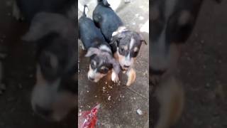 Feeding Hungry Stray Dog😔🙂Street Dogs Happiness 😇 #shorts #dog #puppies