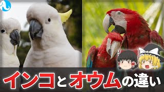 【ゆっくり解説】インコとオウムの違いとは？おしゃべりが上手なイメージがあるけどそれにも違いがある！インコの中でも特に知能が高いと言われているヨウムって知ってる？