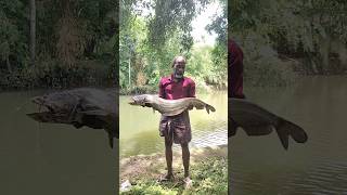 അച്ഛന് കൈ ചൂണ്ടയിൽ കിട്ടിയ കൊമ്പൻ 💥😳.. #trending #shortvideo #fishing #shorts