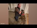When Your Dog Becomes a Trusted Bodyguard -  Cute Moments Dog and Human