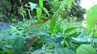 ベニイトトンボ（Ceriagrion nipponicum）　　2011  Video 08