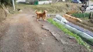 ゴールデンレトリバーと10分程のお散歩　Walk with Golden Retriever for about 10 minutes